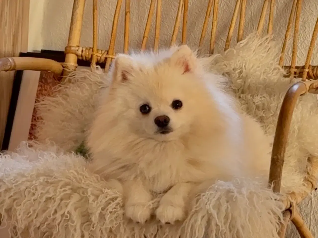 Billede 6 - Merle pomeranian 