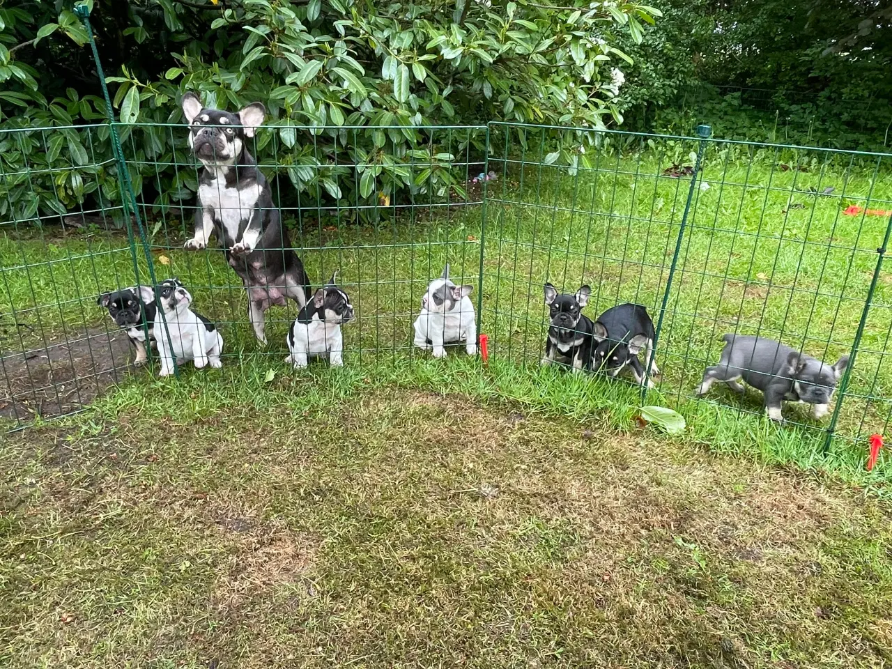 Billede 8 - Franske bulldog hvalpe rejseklare NU