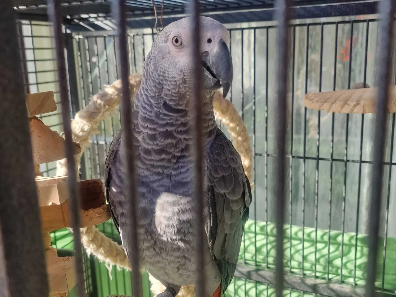 Billede 2 - Grå jaco 1 år med papir 