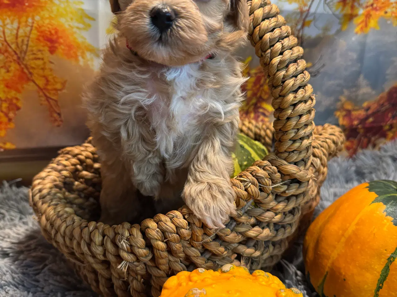 Billede 5 - 🐾✨ Skønne Maltipoo hvalpe klar til deres nye fami