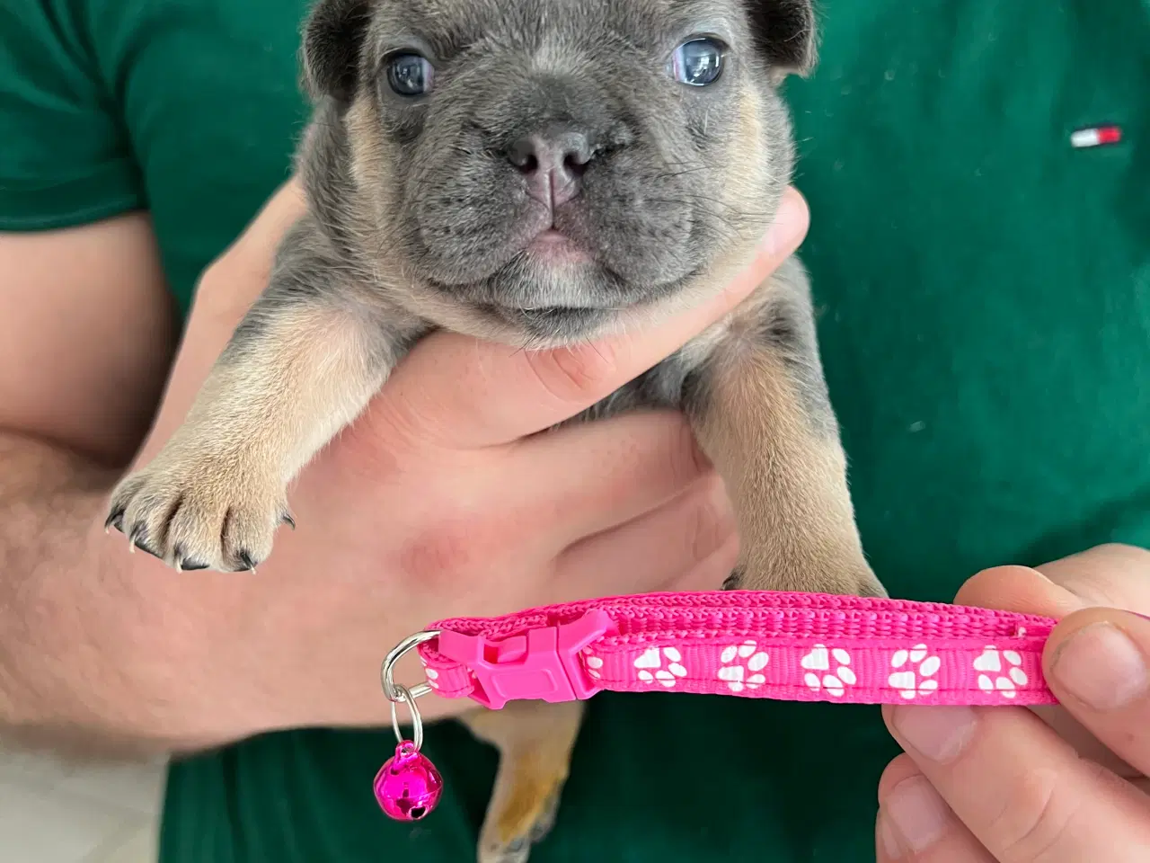 Billede 2 - Fransk bulldog hvalp