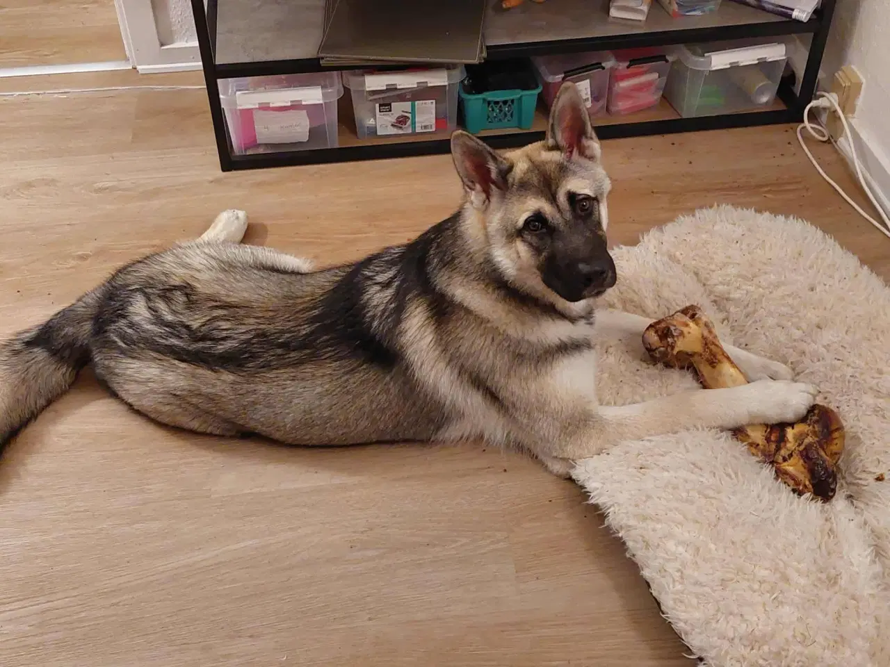 Billede 3 - Hund søger ny hjem 