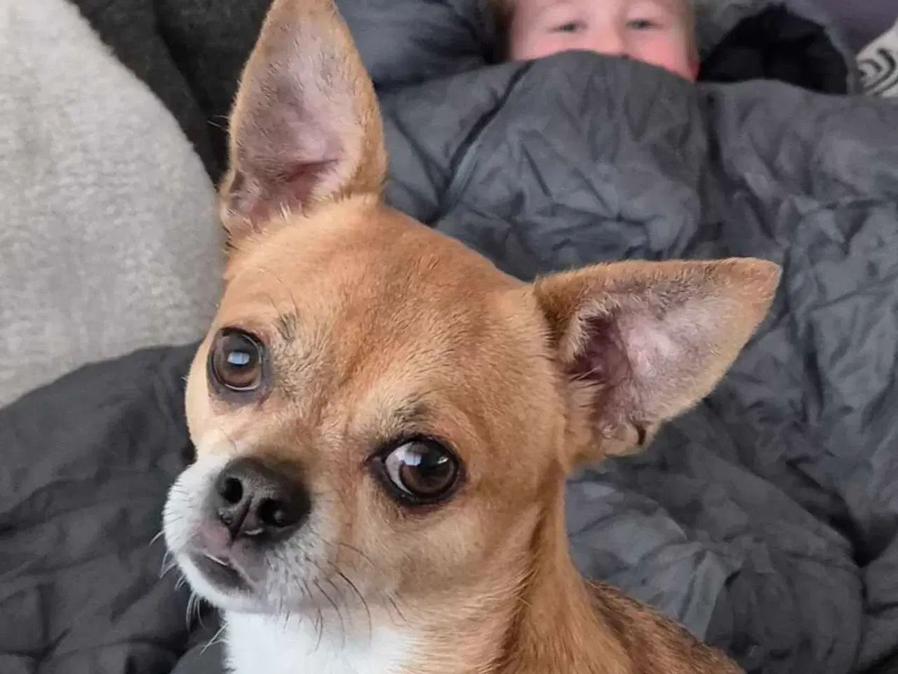 Billede 1 - Chihuahua han, 5 år