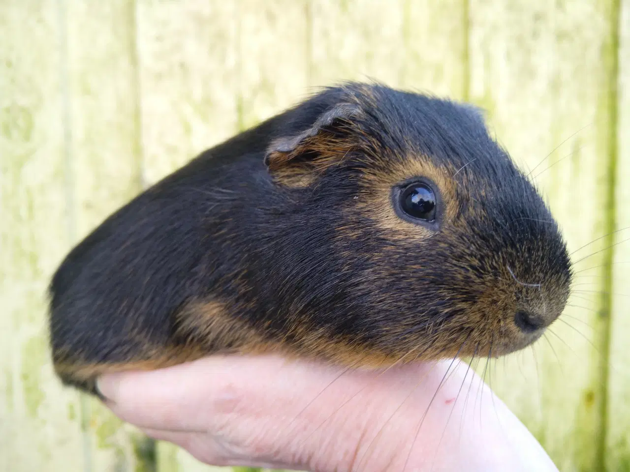 Billede 1 - 2 unger, halvbrødre 