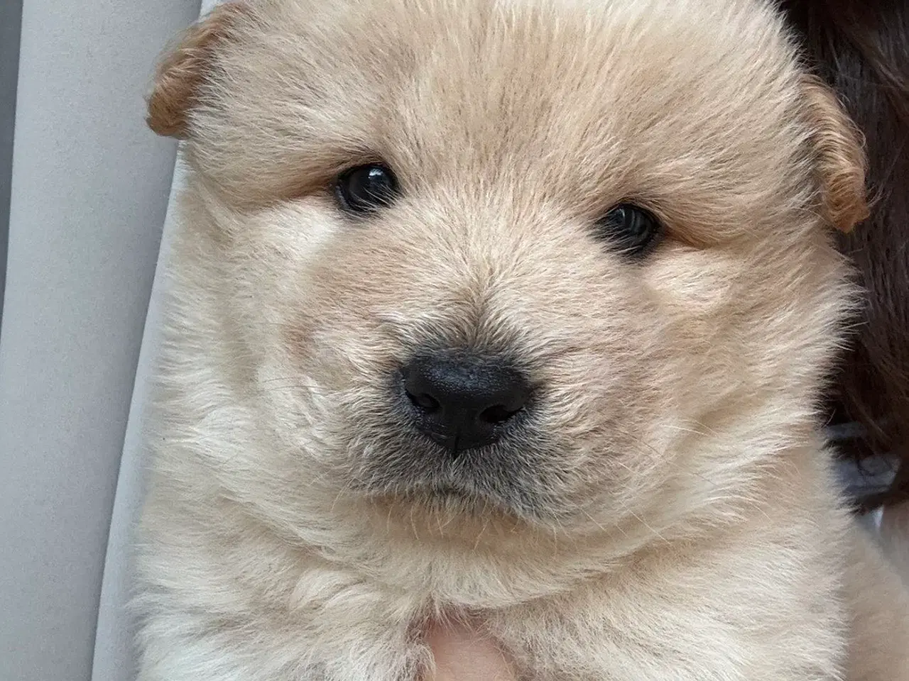 Billede 3 - Hundehvalpe - Chow Chow bla.