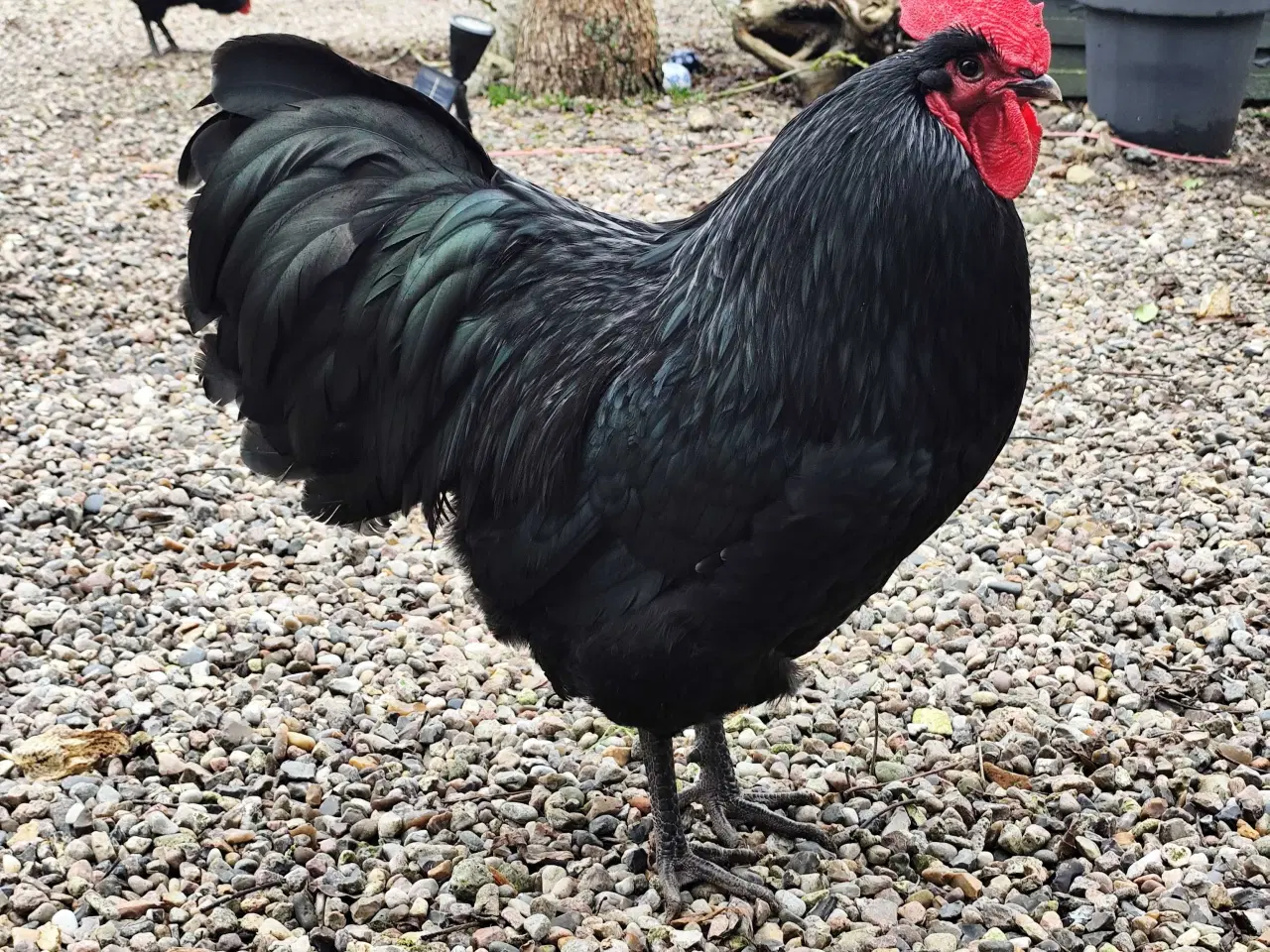 Billede 4 - Australorp unghaner
