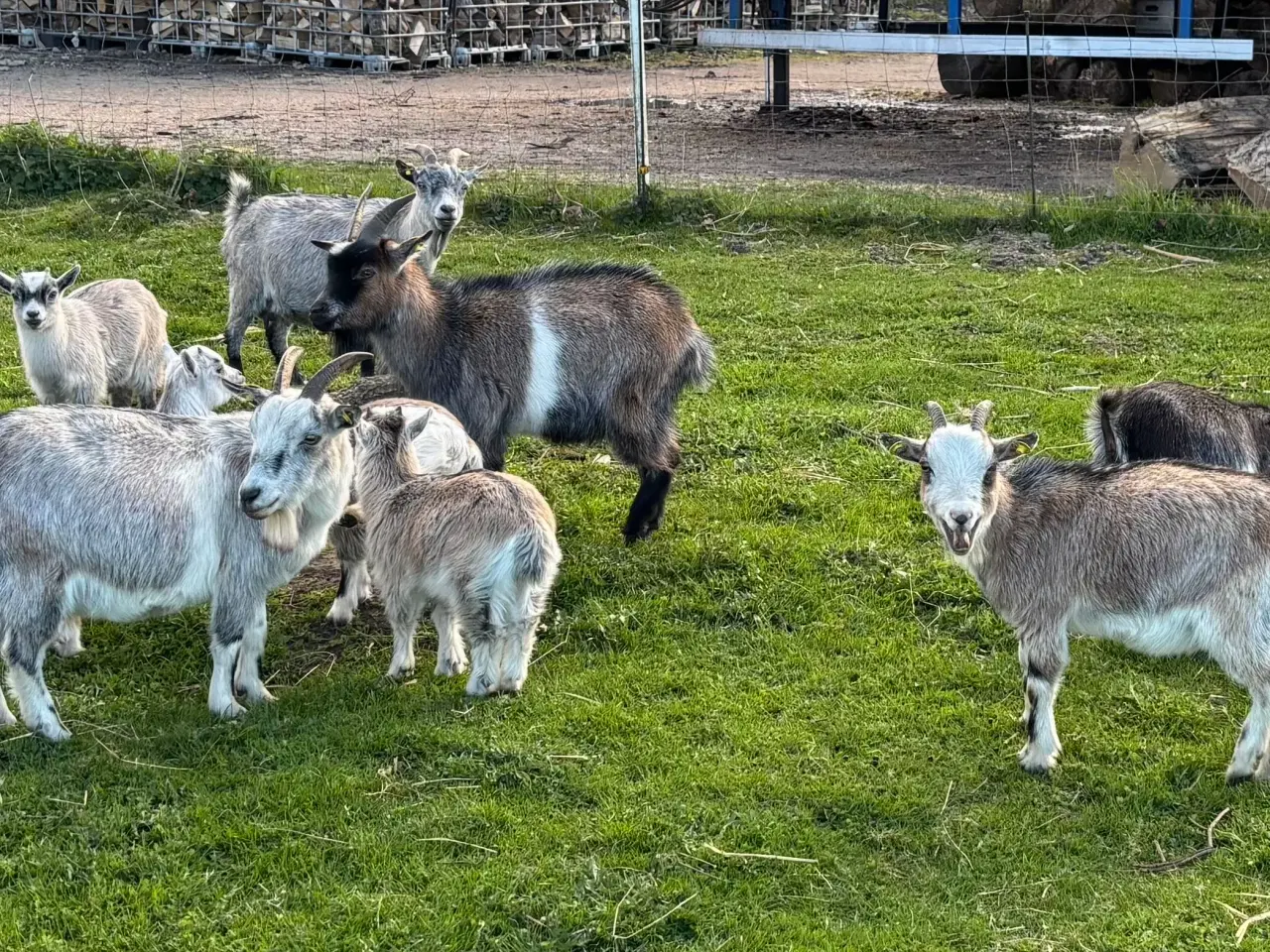 Billede 2 - 8 dværggedekid sælges