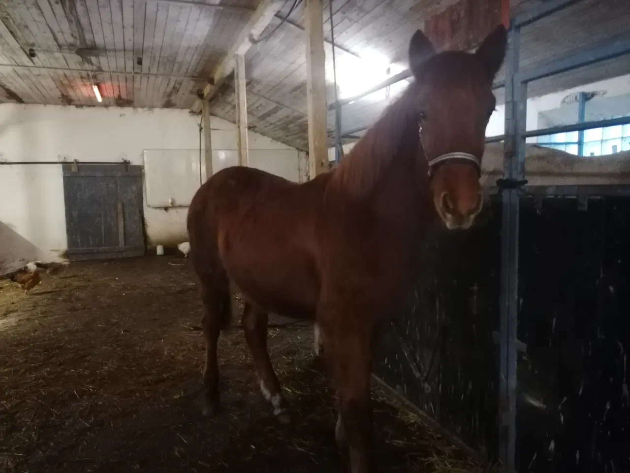 Billede 5 - Pinto islænder blending