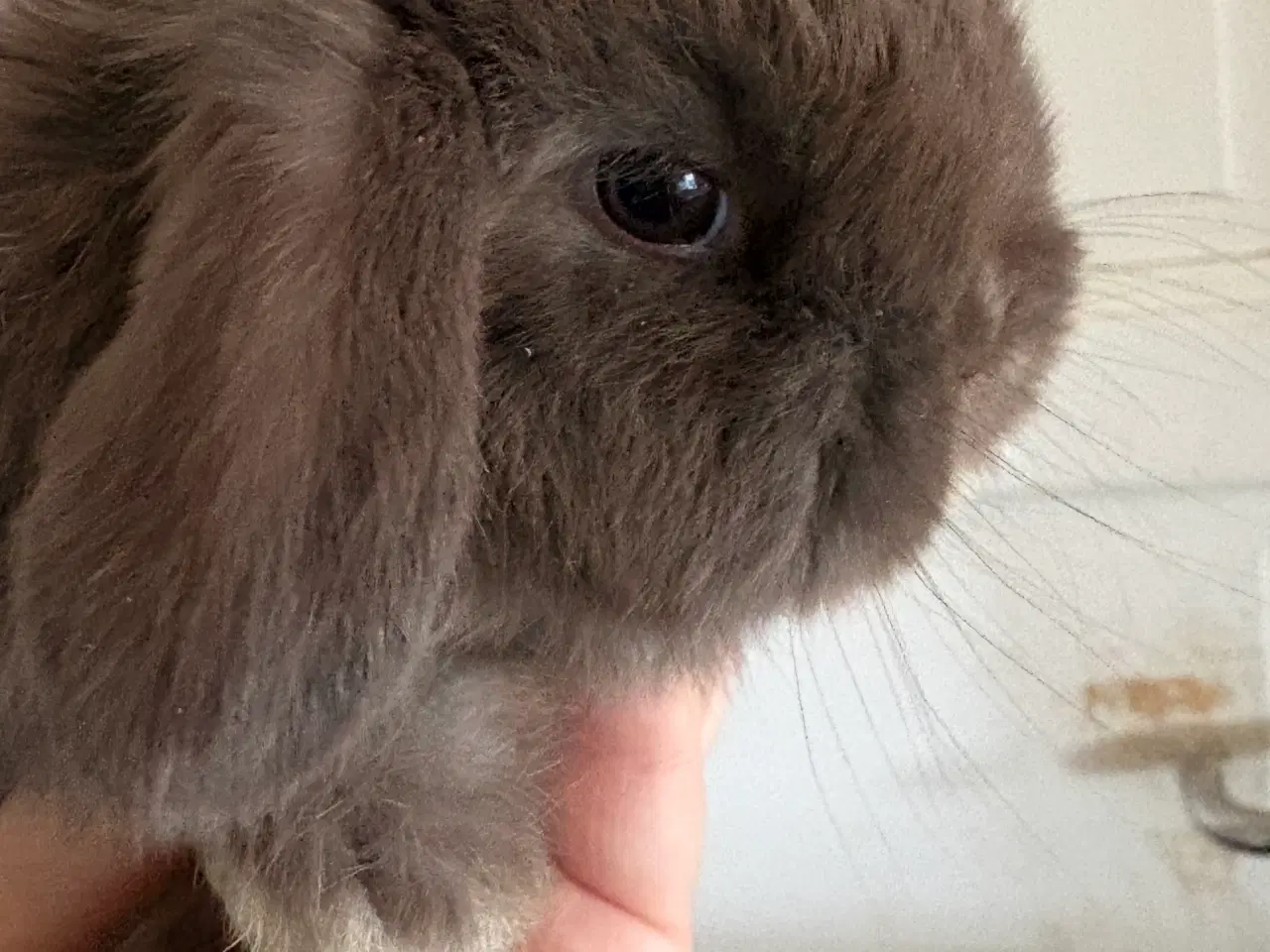 Billede 8 - Minilops unger