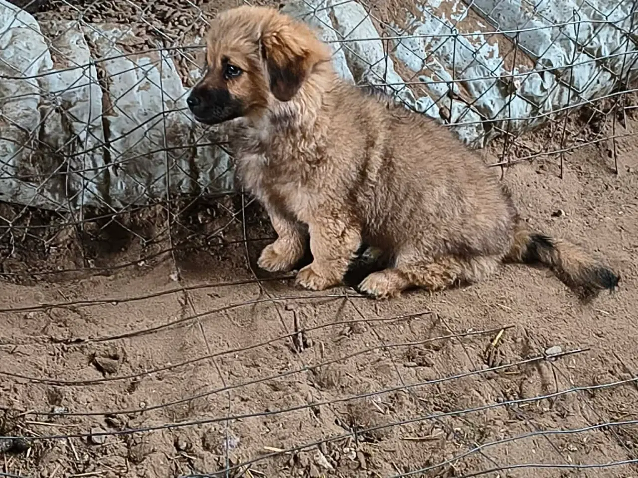 Billede 5 - Hvalpen Pjuske søger en kærlig familie