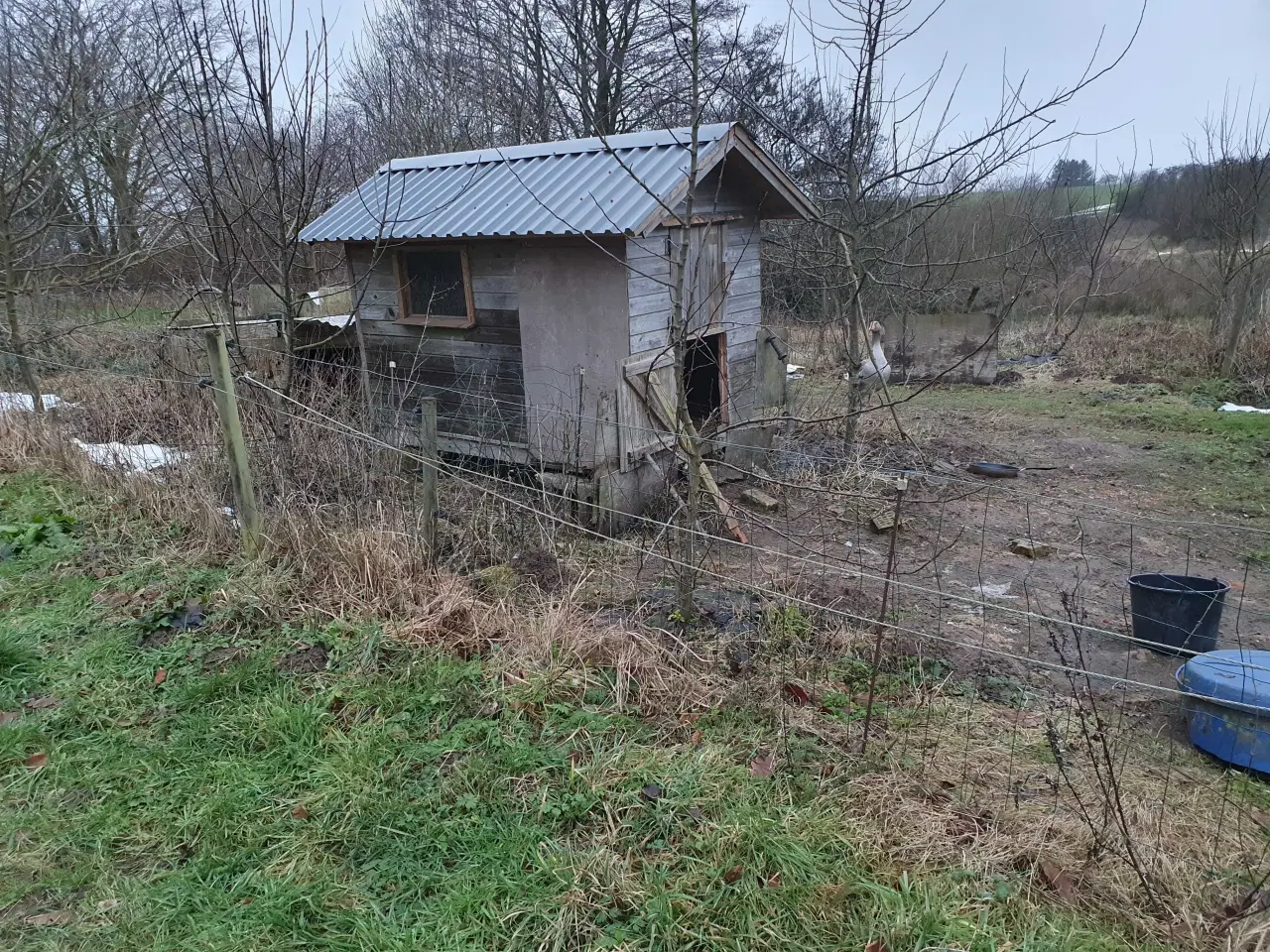 Billede 1 - Flot Gåse par