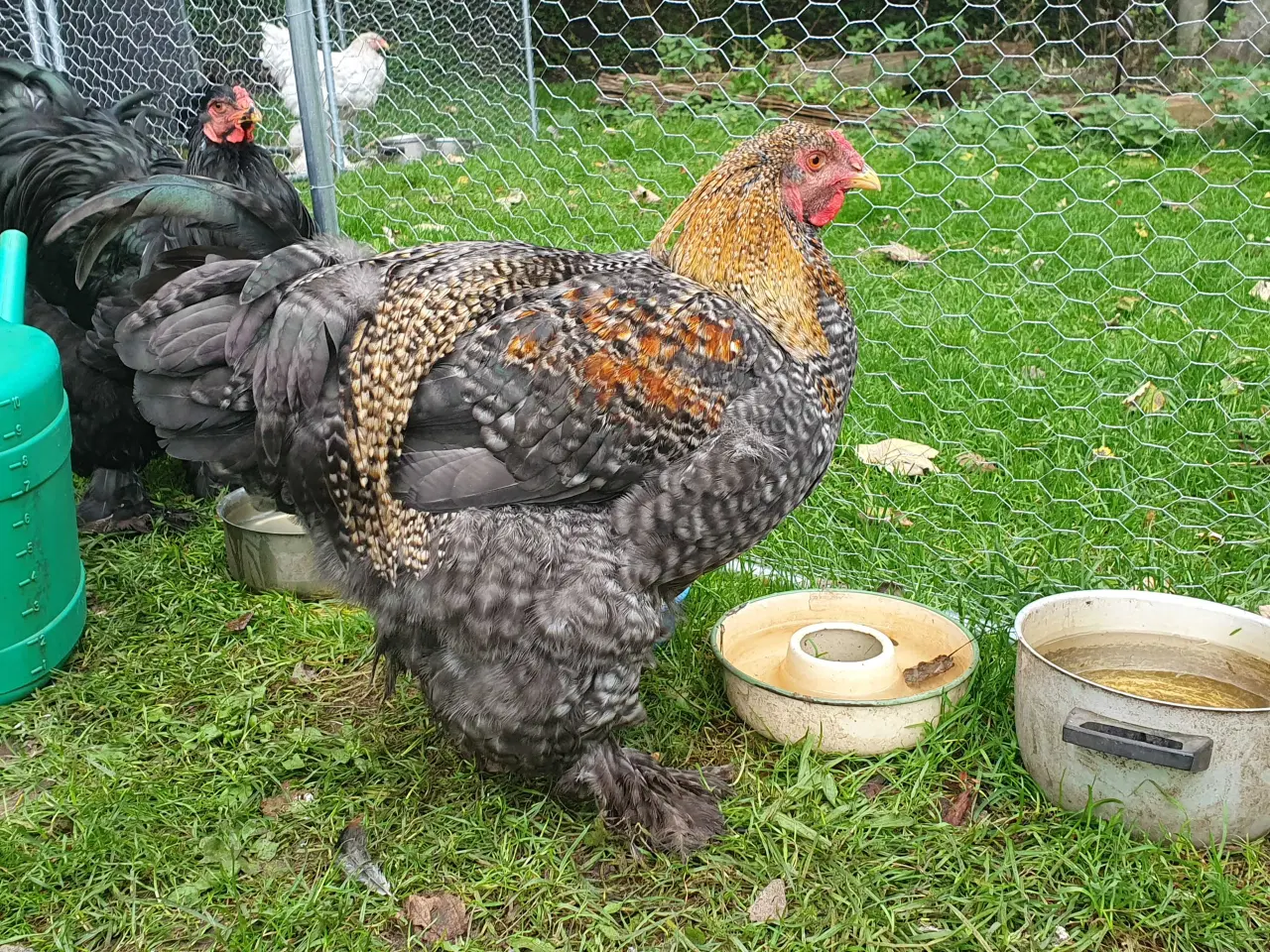 Billede 2 - Renracet Brahma haner