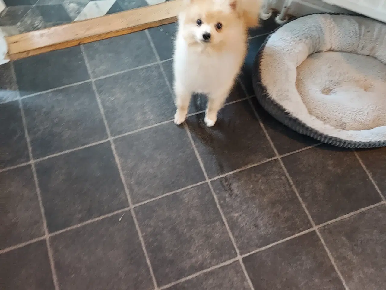 Billede 1 - Pomeranian hundnehvalp