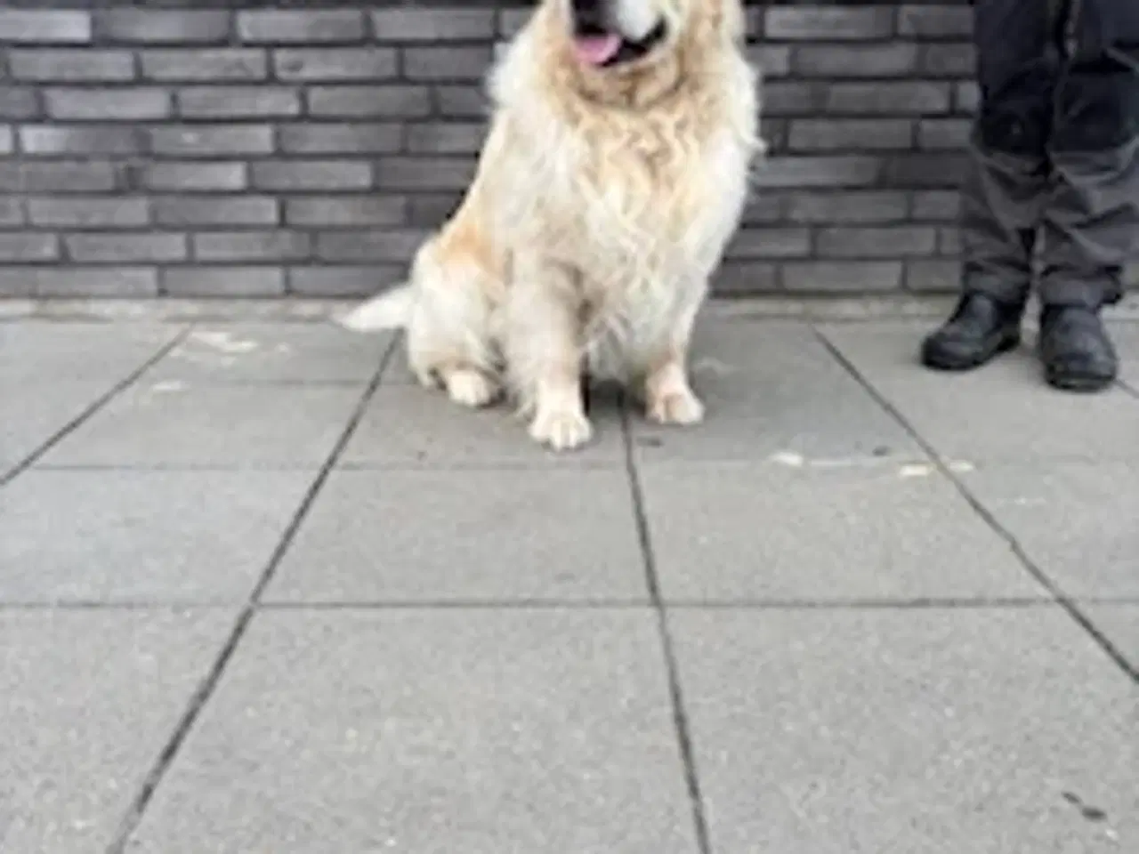 Billede 1 - Golden Retriever - Avlstjeneste