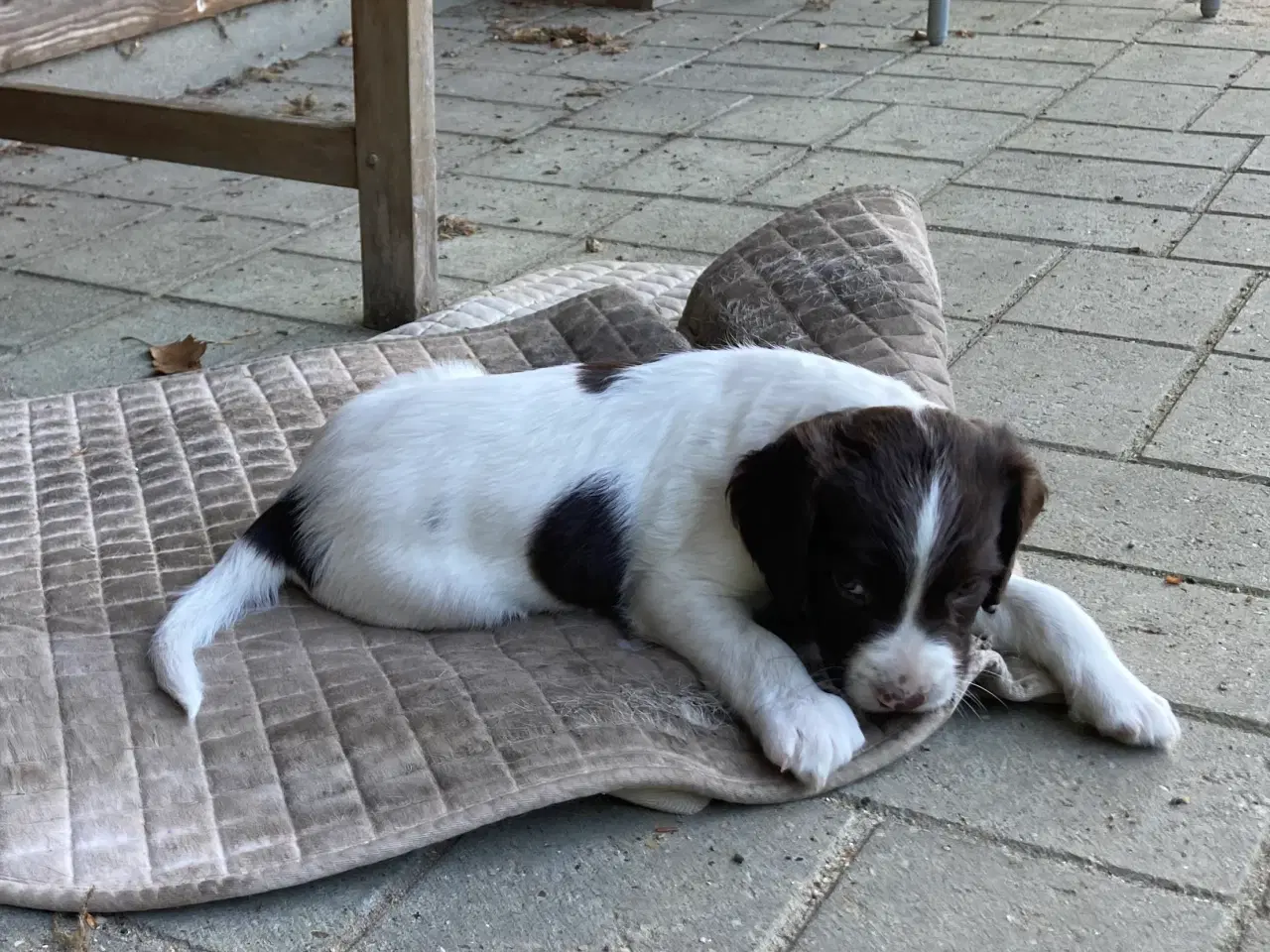Billede 4 - Springer Spaniel🐶💙Klar til Nyt🏠Nu