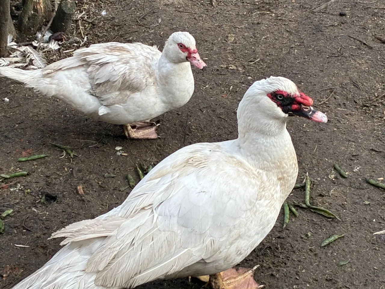 Billede 1 - Moskusænder