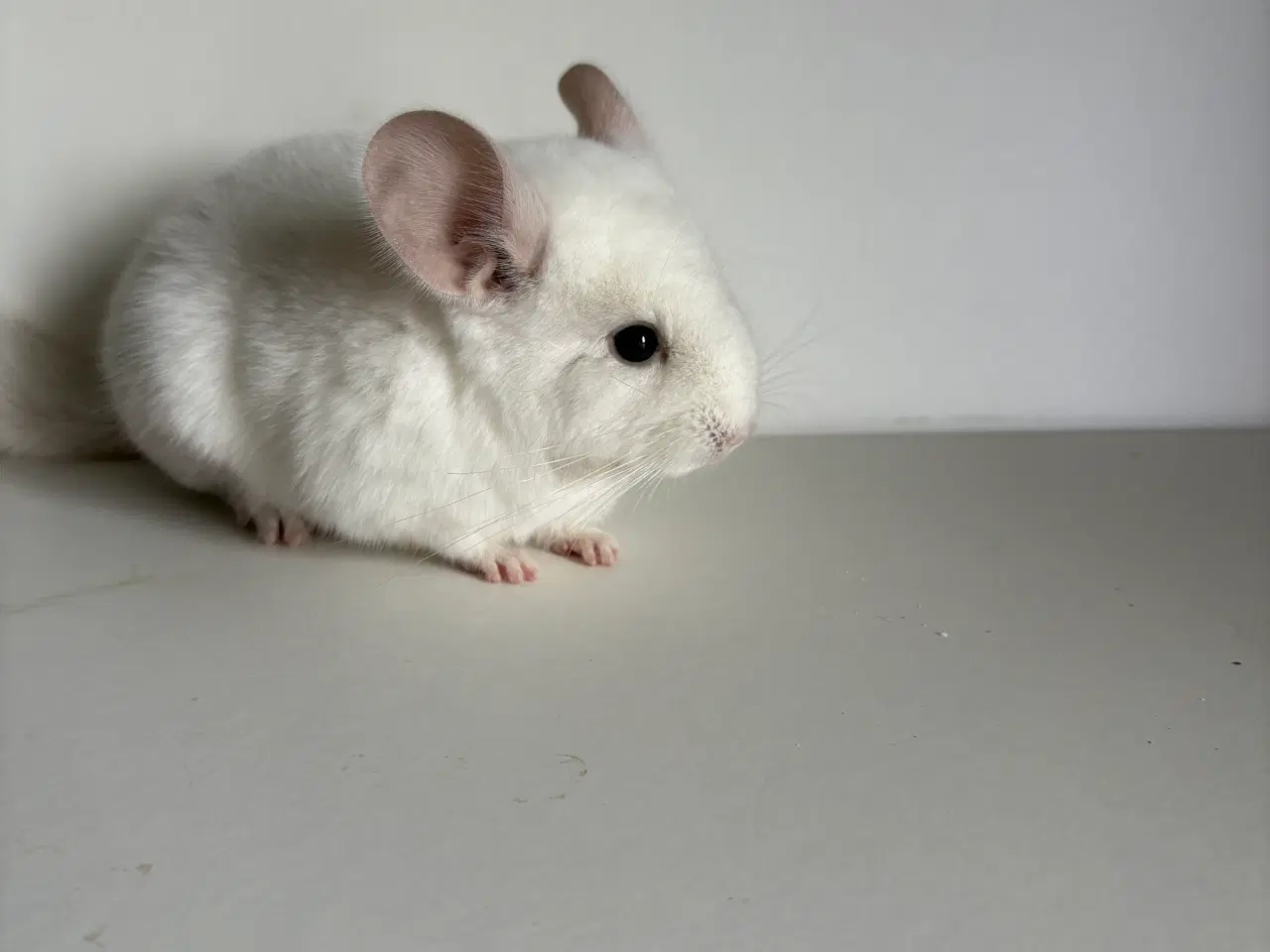 Billede 4 - Pink White HAN chinchilla 
