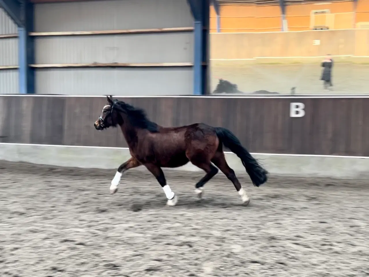 Billede 1 - Welsh pony 4 år