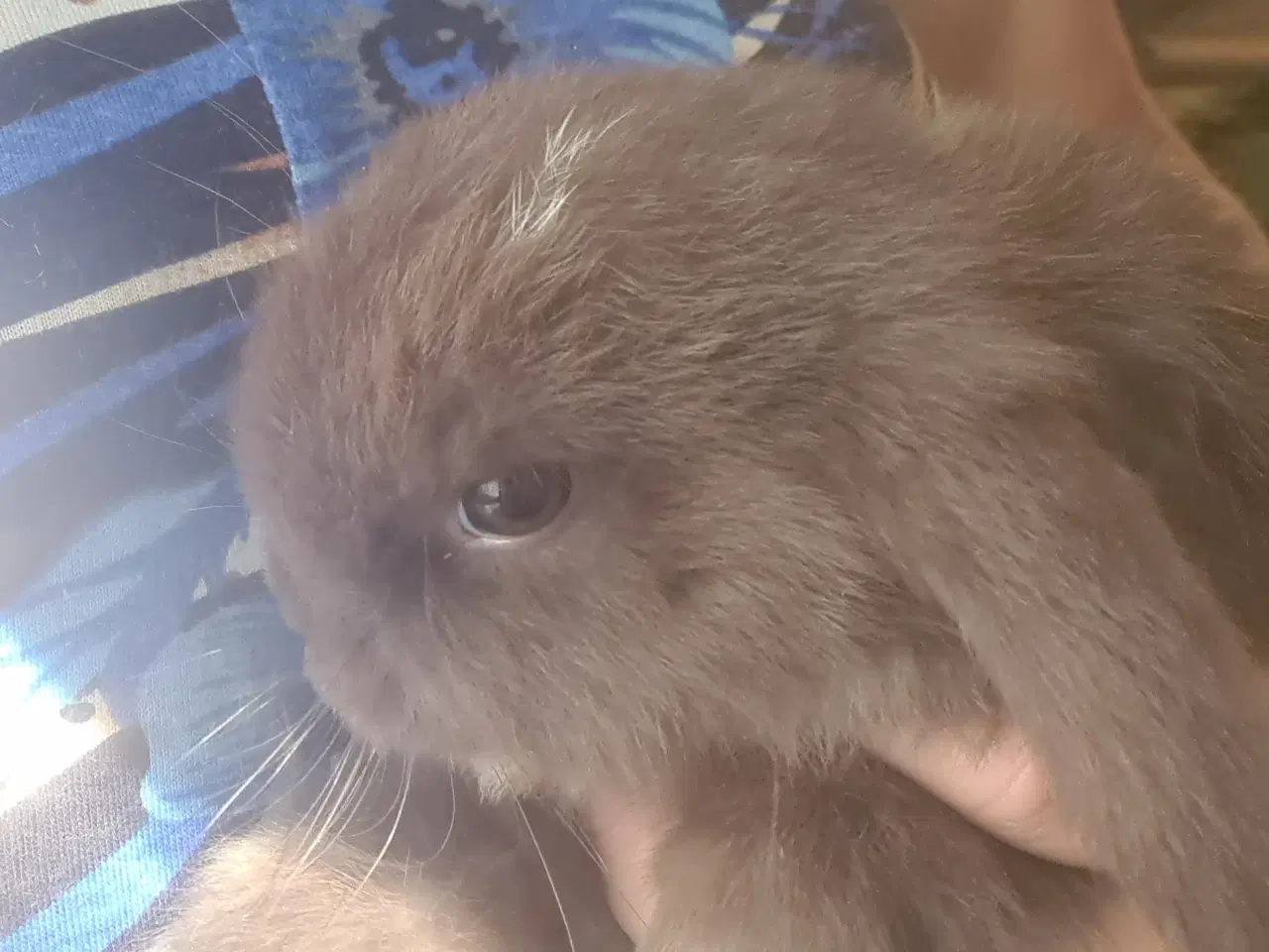 Billede 11 - Mini Lop, kanin unger 