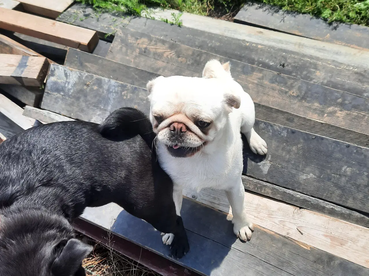 Billede 3 - Mops