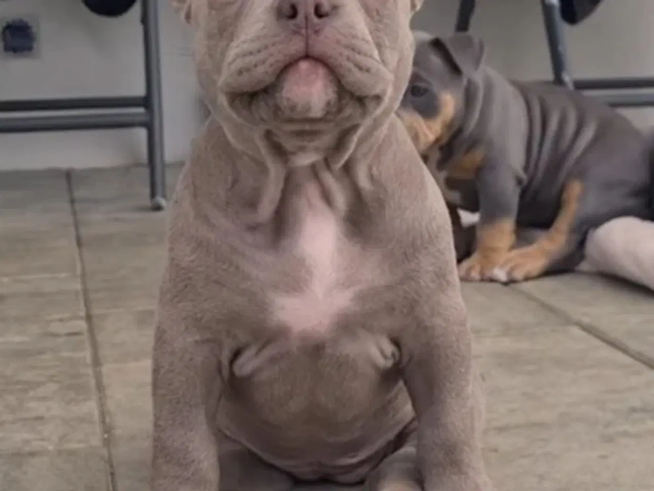 Billede 1 - American Bully Pocket smuk lilla 