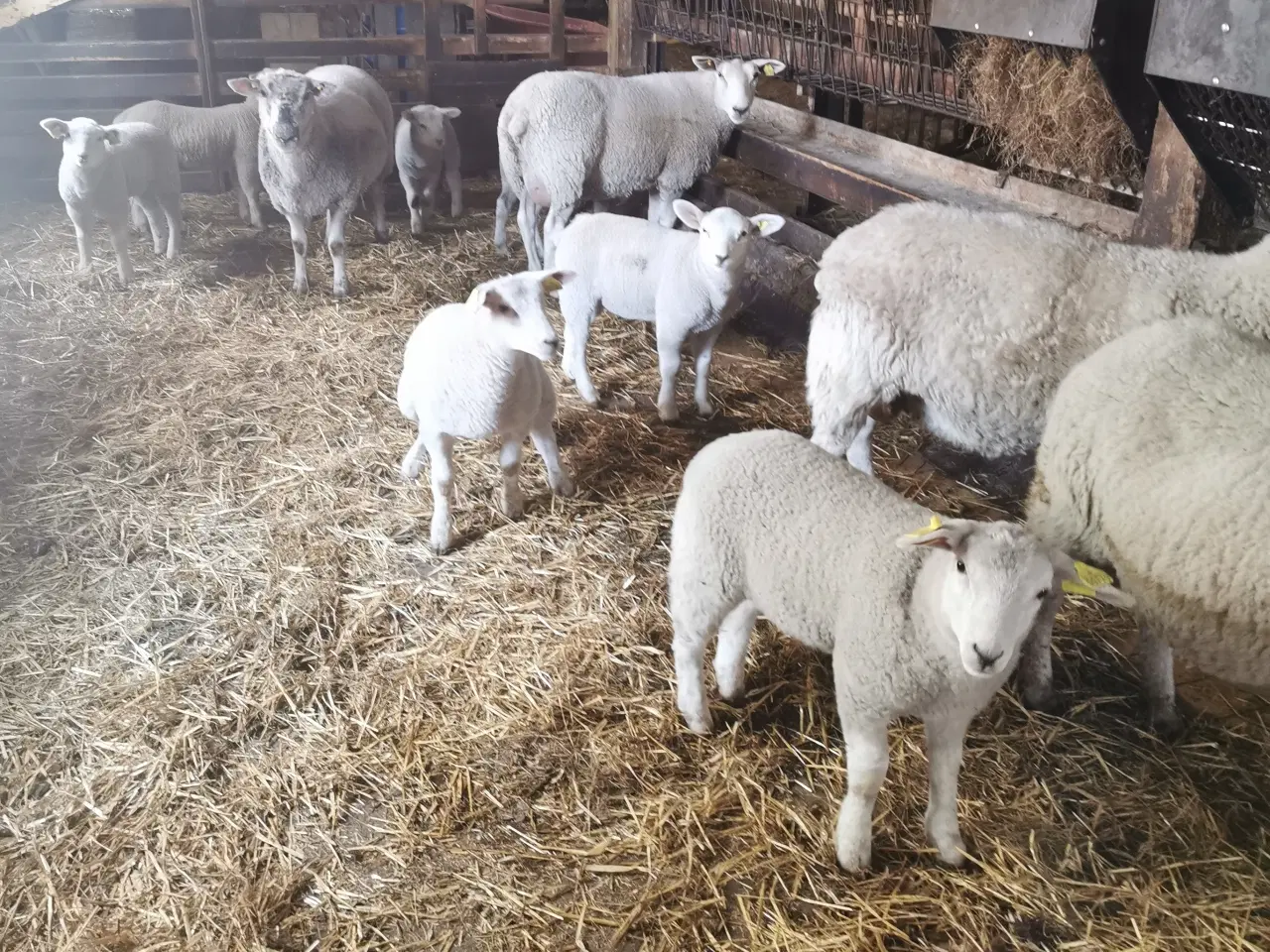 Billede 2 - Texel får med 2 lam