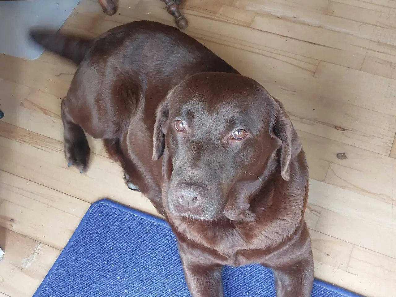 Billede 4 - Olivia brun Labrador 4 år