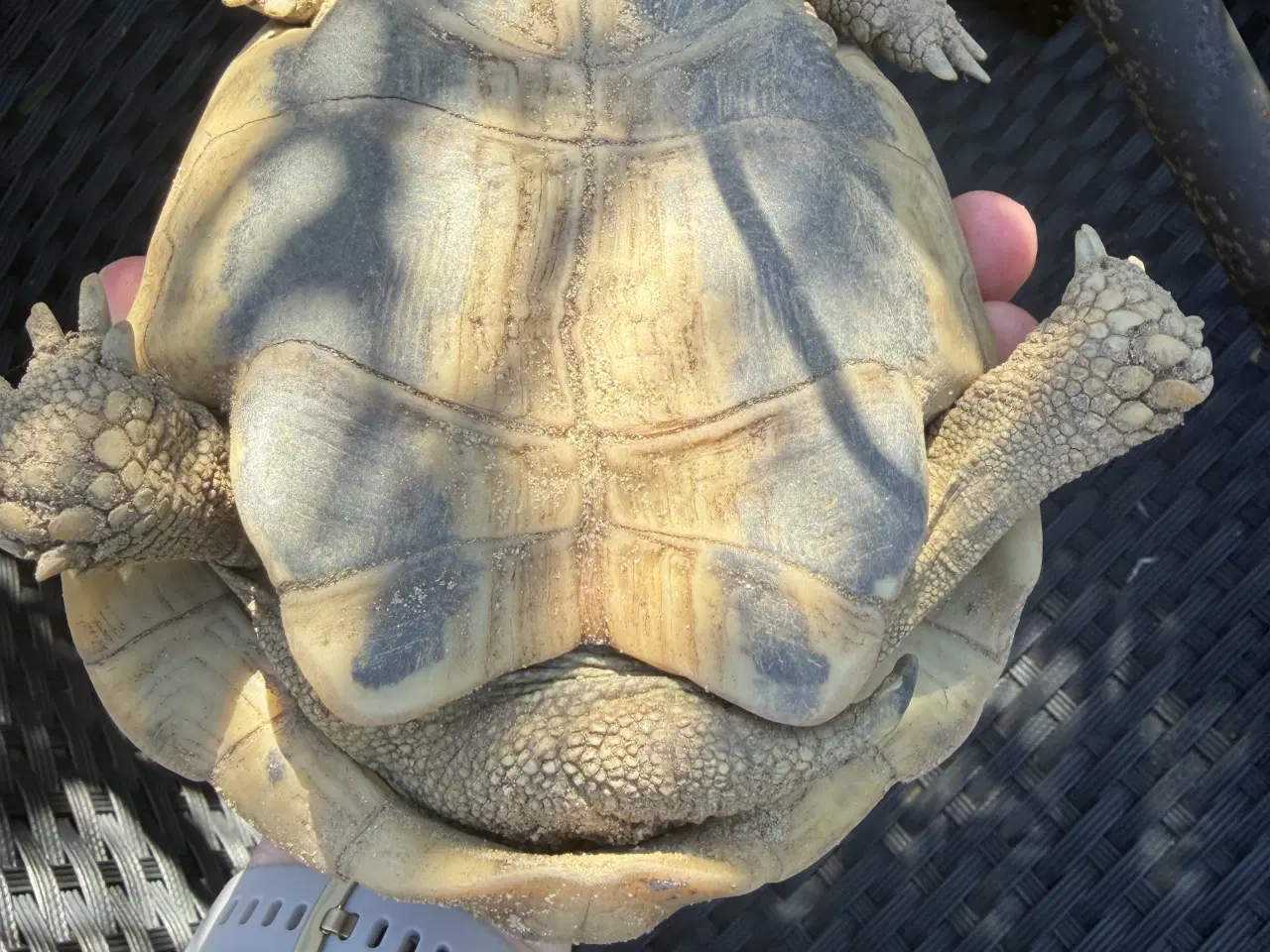 Billede 2 - Græske landskildpadder søger hjem