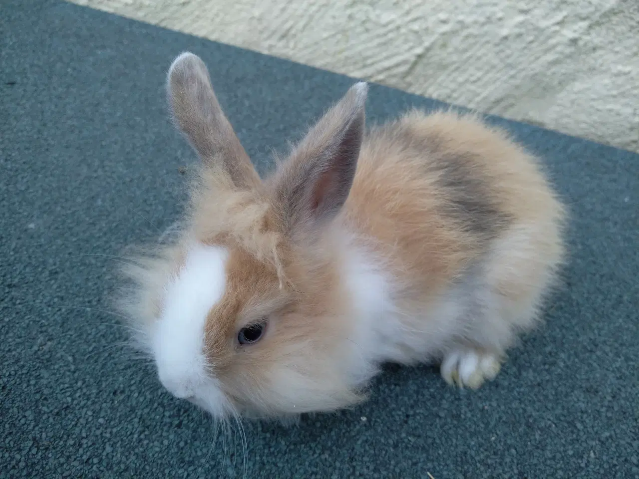 Billede 8 - Teddy Løvehoved unger