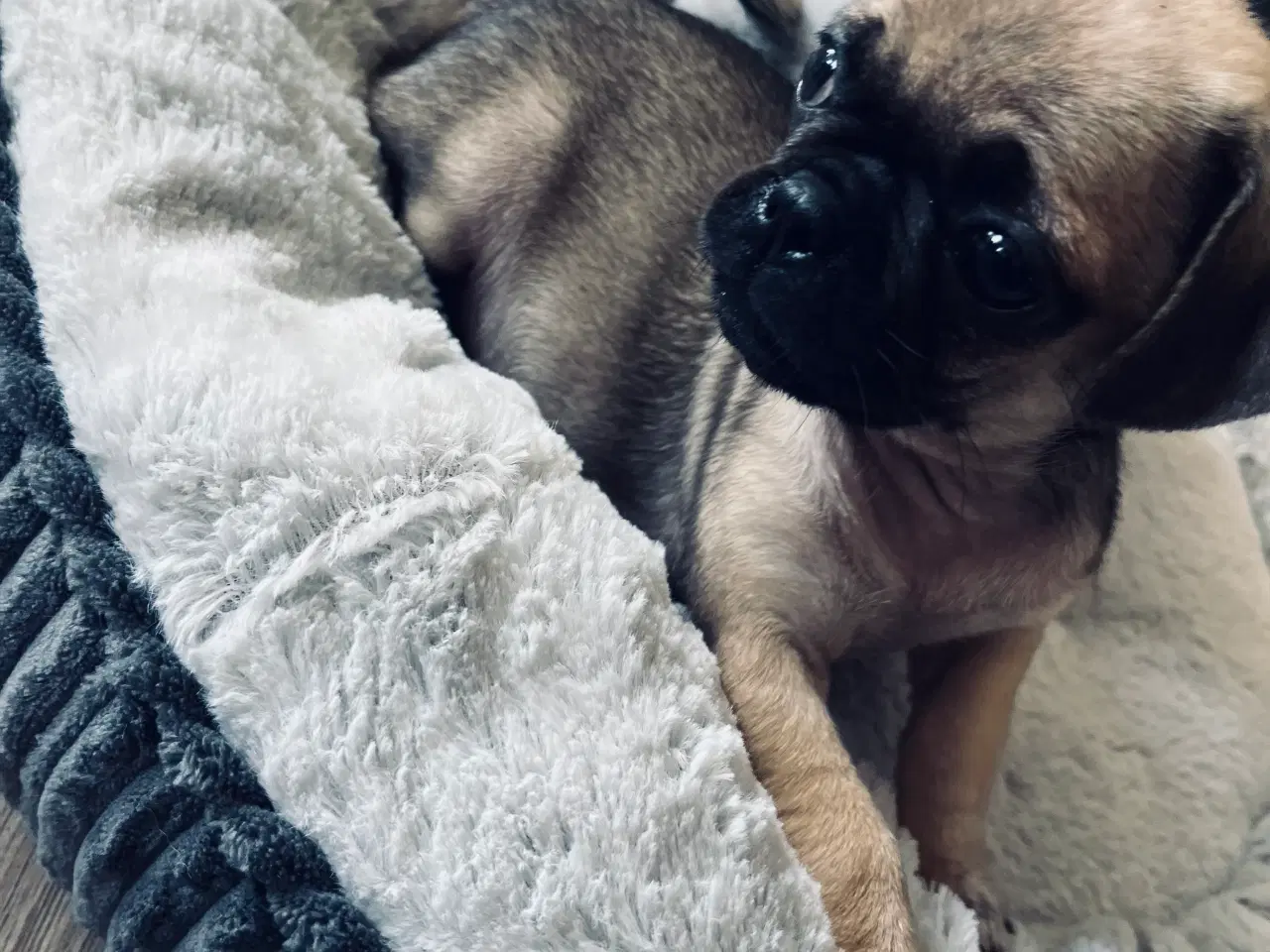 Billede 7 - Små søde mopsblandninger 🐶 