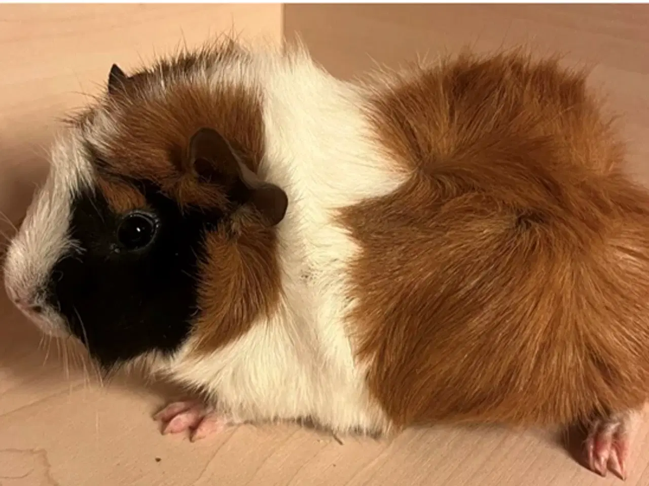 Billede 1 - Marsvin hun ca. 4 - 5 måneder