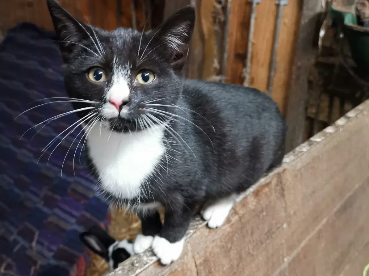 Billede 1 - Kattekilling - hunkat