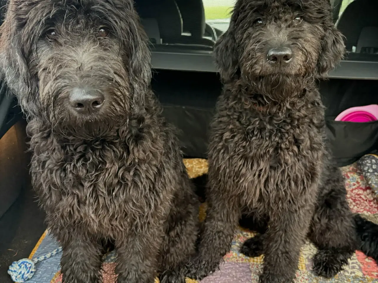 Billede 1 - 2 golden doodle piger søger nyt hjem