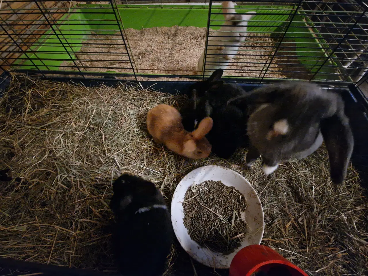 Billede 3 - Søde bløde kanin unger
