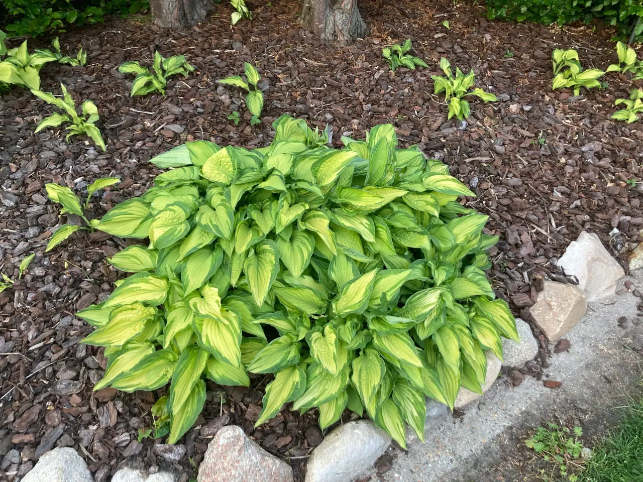 Billede 1 - Hosta