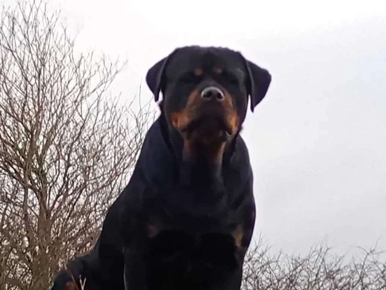 Billede 3 - Rottweiler 