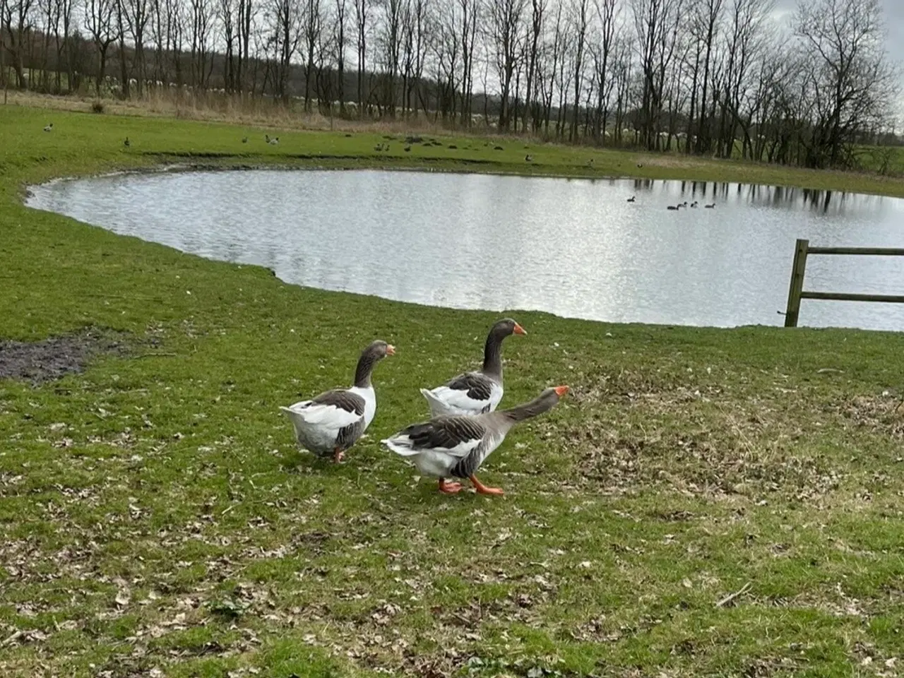 Billede 1 - Gråbrogede gæs 