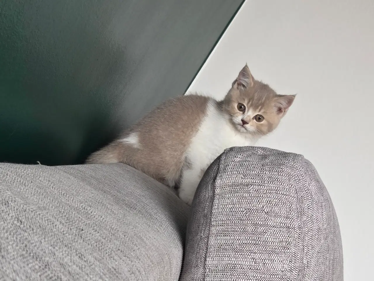 Billede 5 - British Shorthair killing med stamtavle
