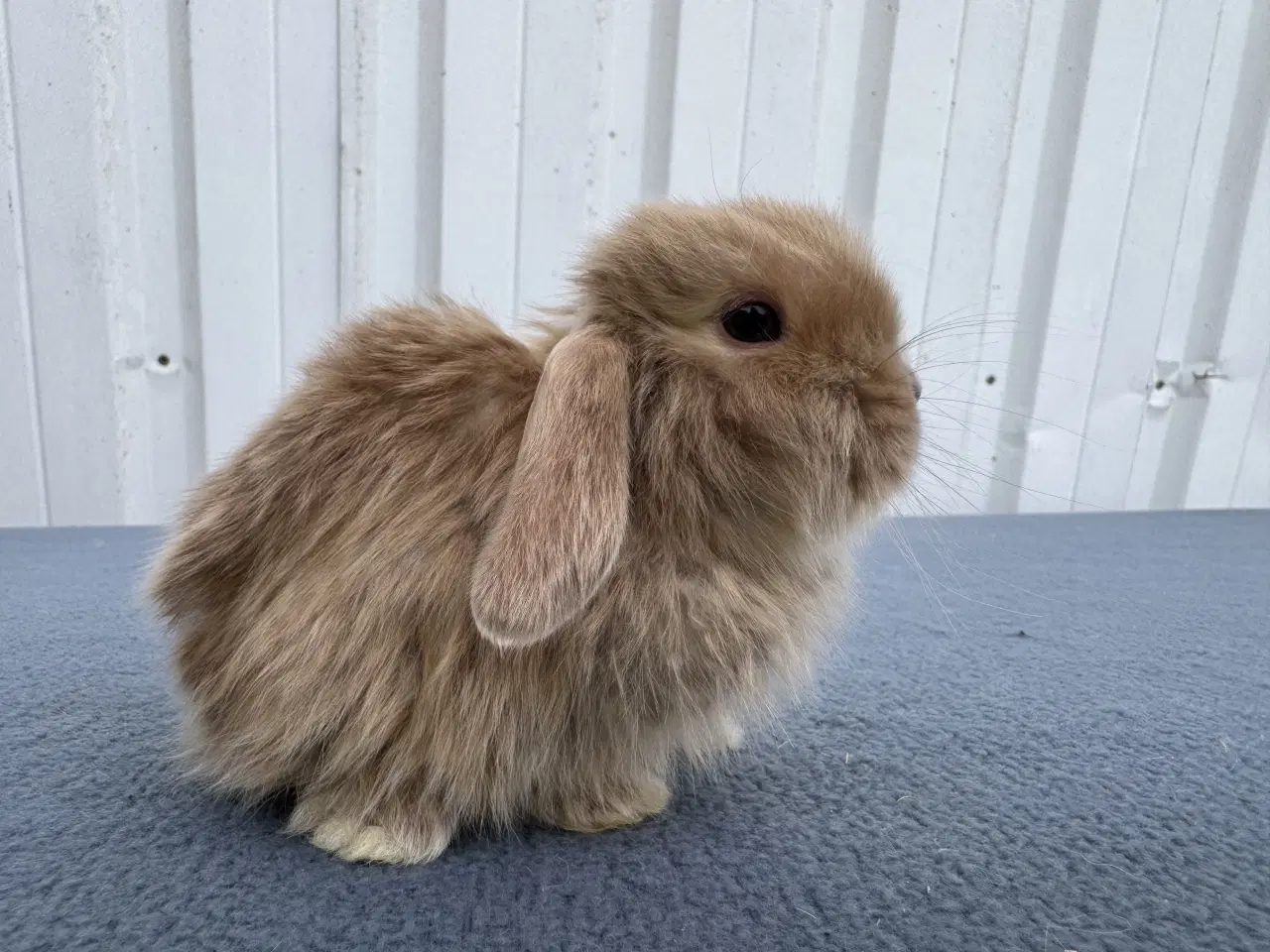 Billede 2 - Mini lop satin hankanin
