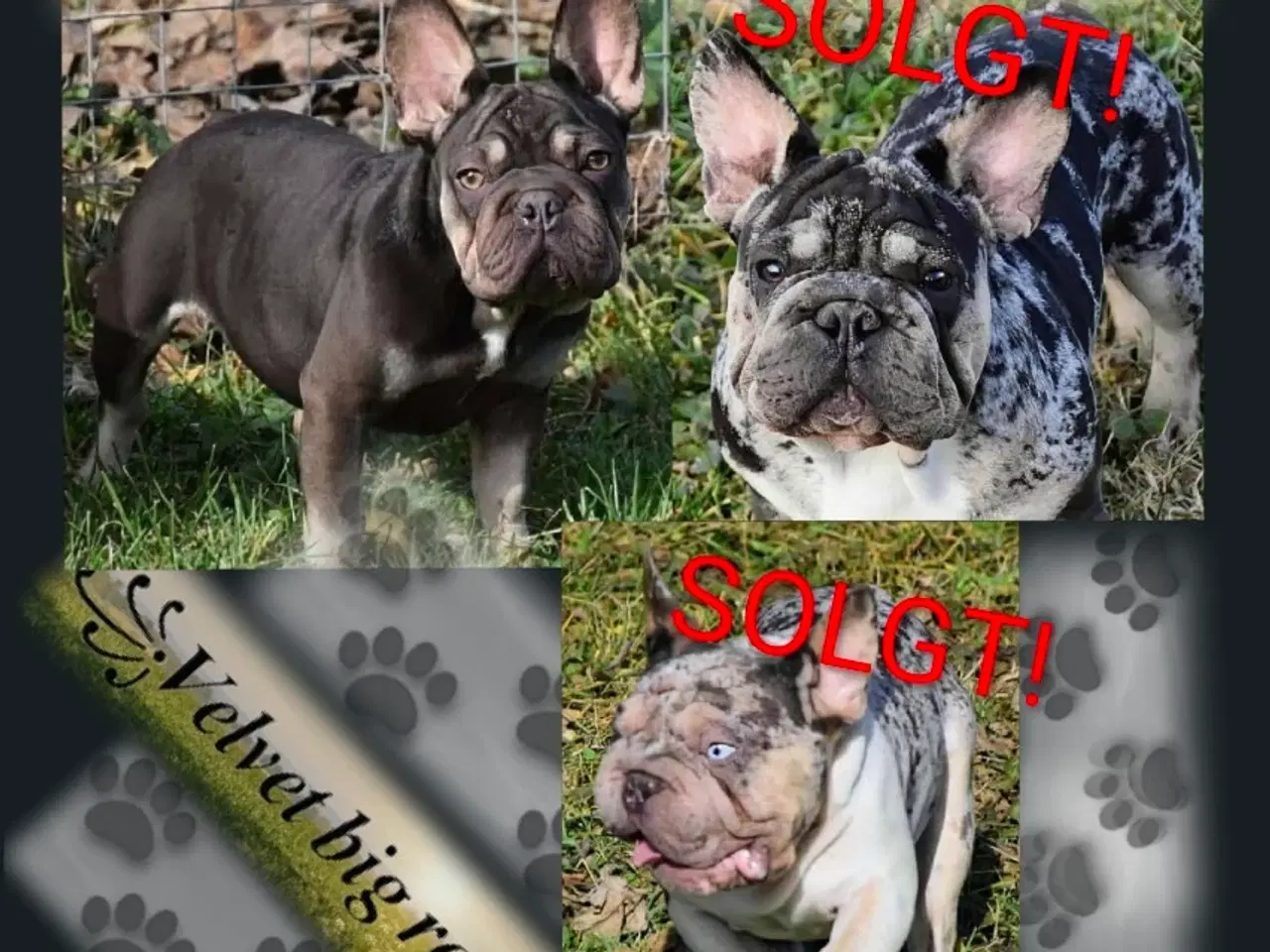 Billede 8 - Fransk Velvet bulldog. NEDSAT!