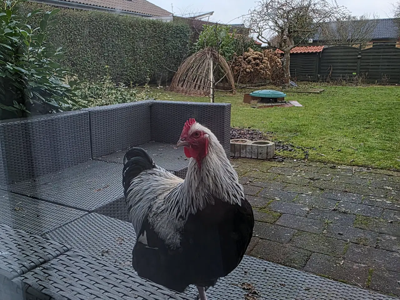 Billede 1 - Haner gives væk