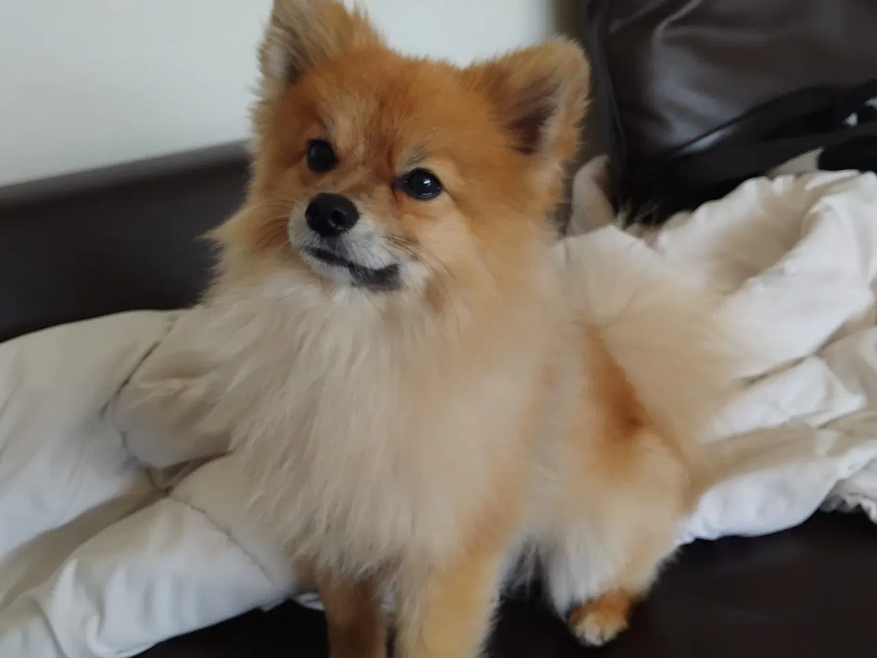 Billede 2 - pomeranian til salg