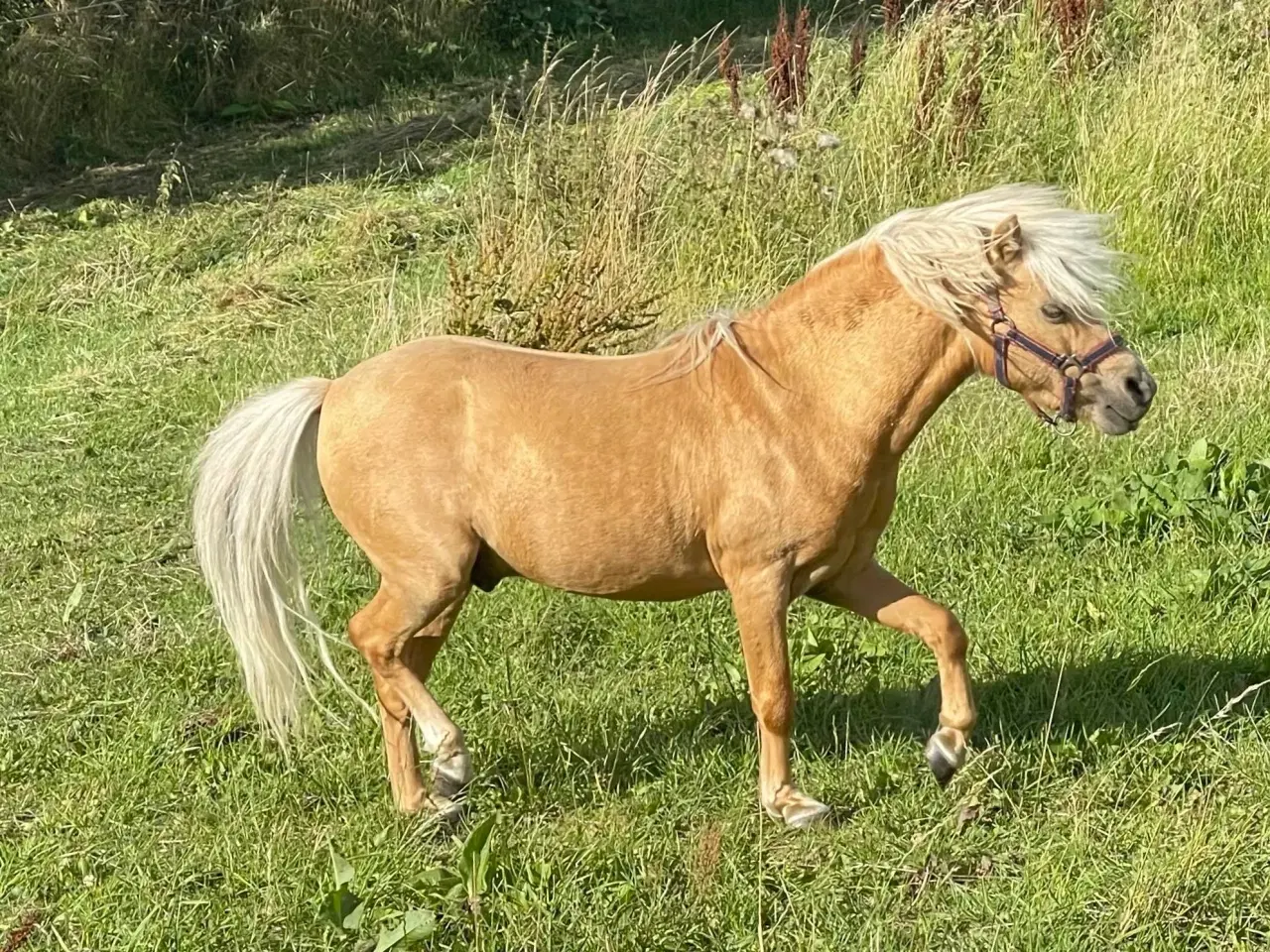 Billede 4 - Amerikansk miniature palomino hingst 