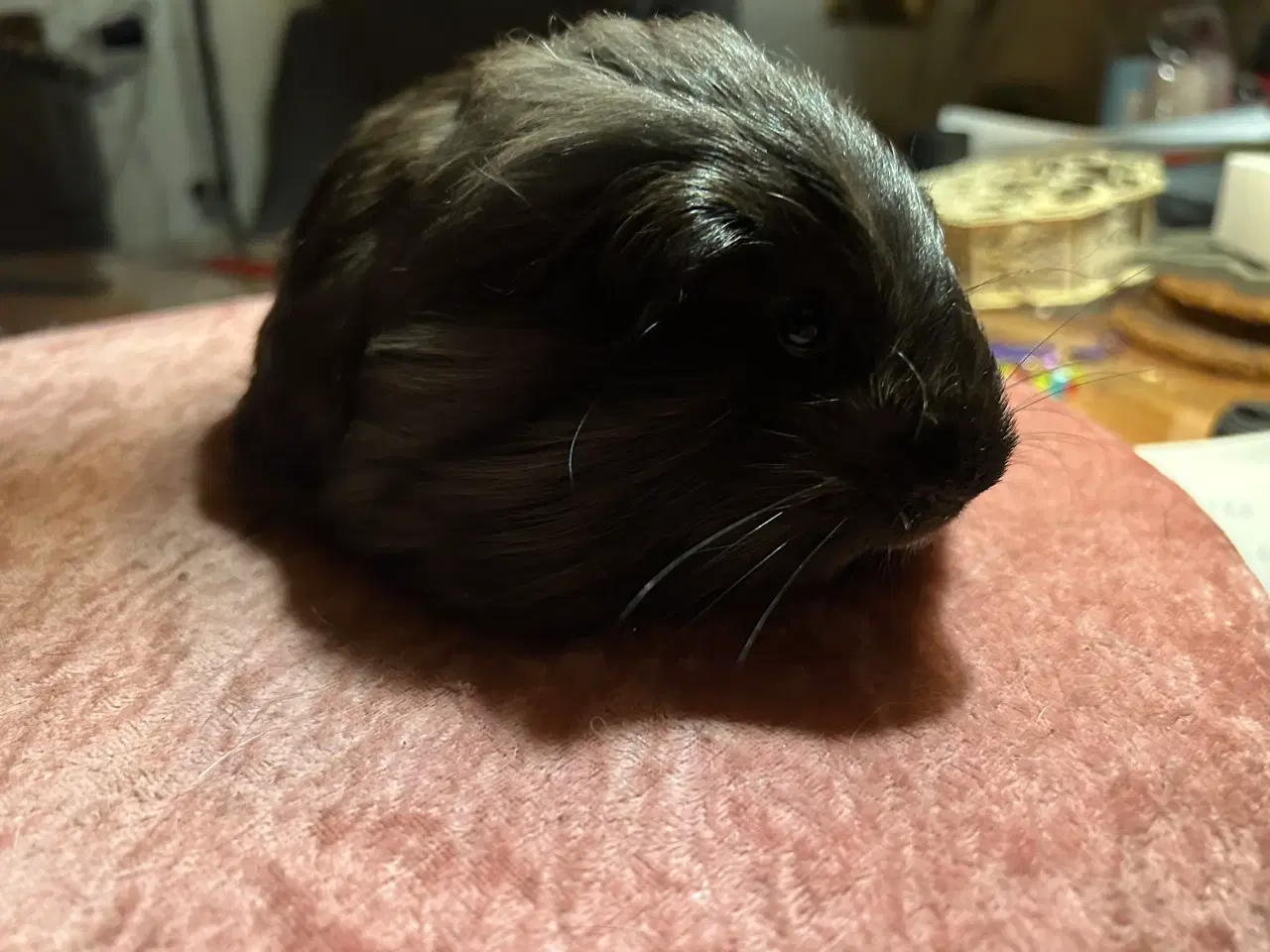 Billede 1 - Langhåret marsvin sheltie med stamtavle