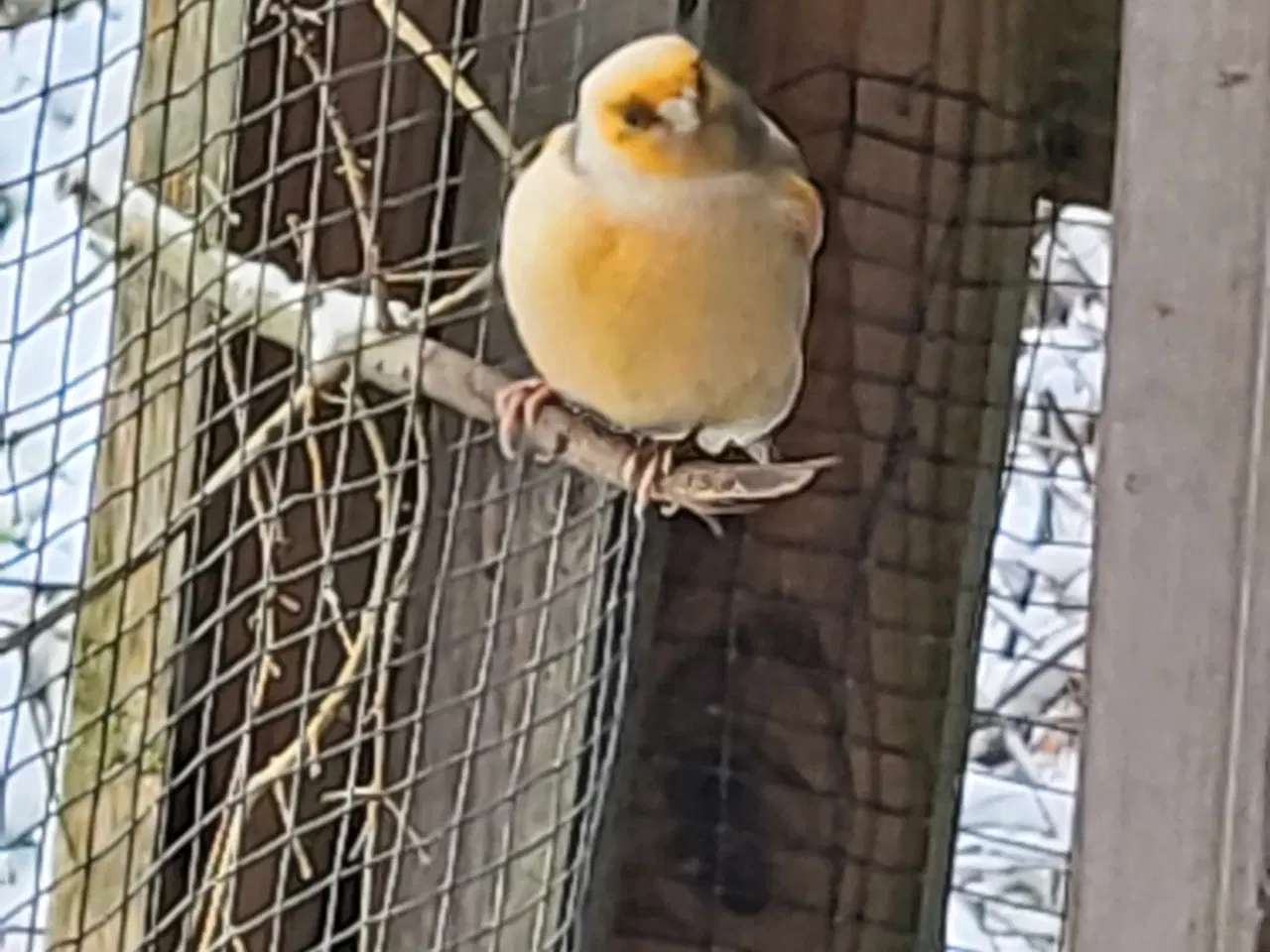 Billede 1 - Parakitter og kanarie 