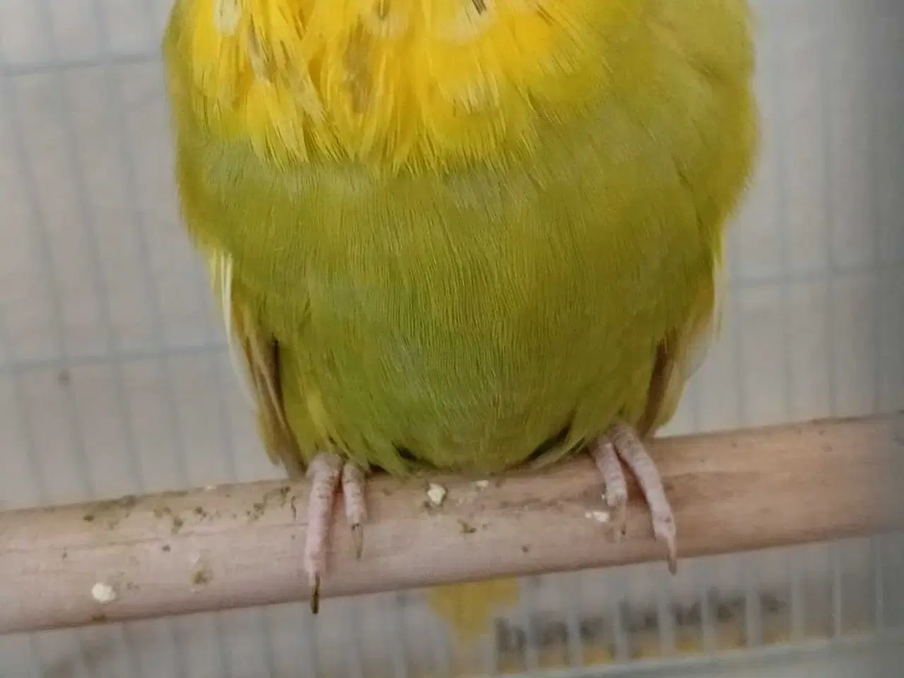 Billede 4 - Engelsk undulat hun 