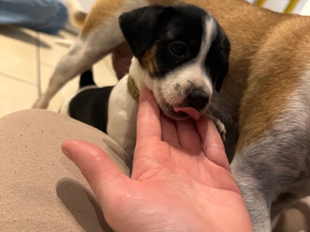 Billede 2 - Hvalpe blanding dansk Svend/jack Russel 