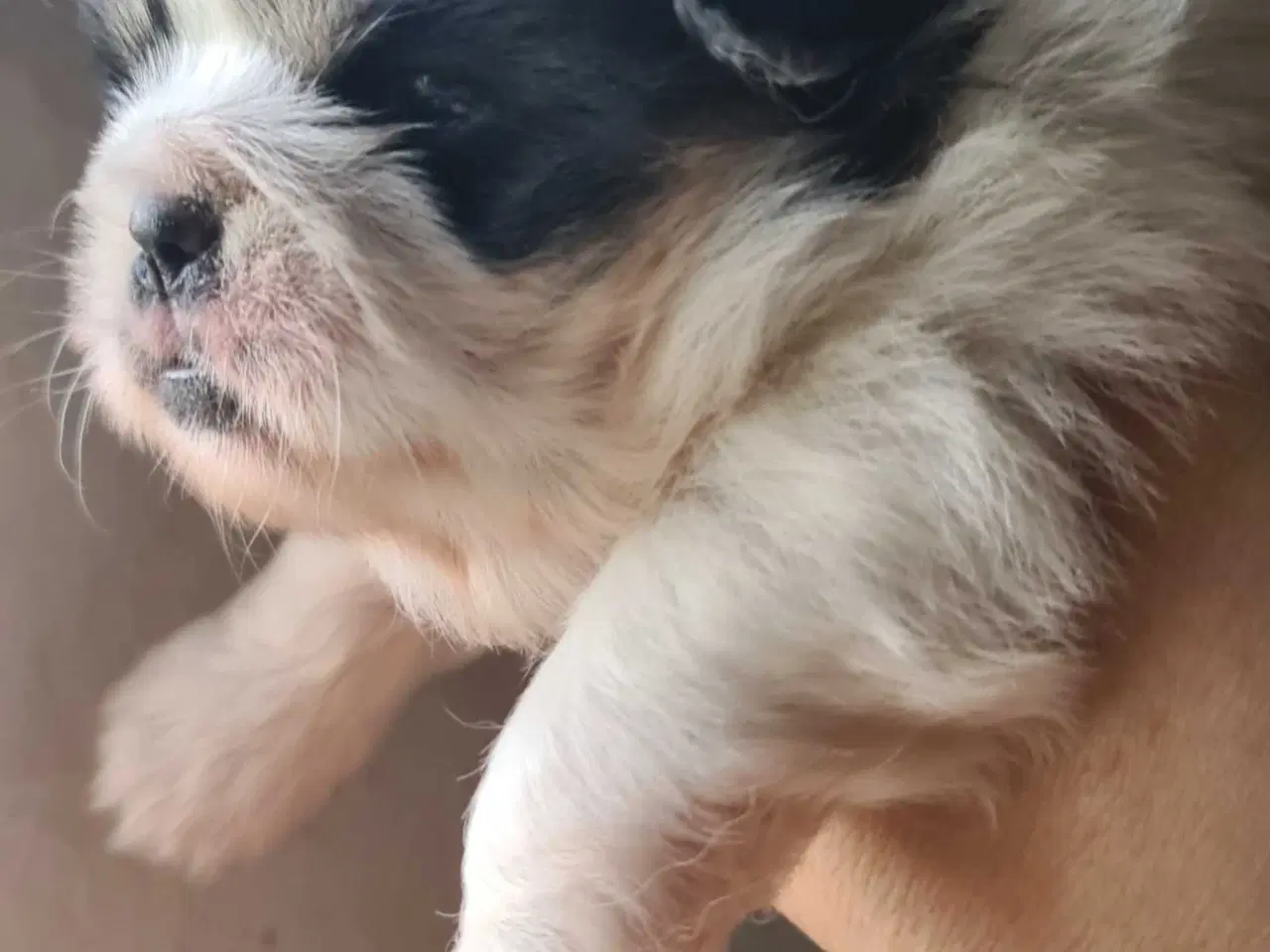 Billede 7 - Skønne blandings hvalpe