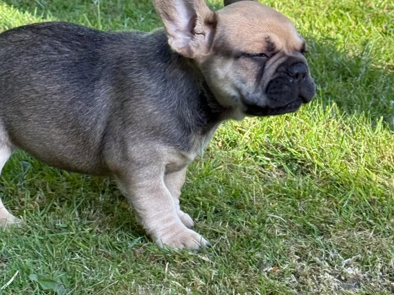 Billede 3 - Fransk bulldog 