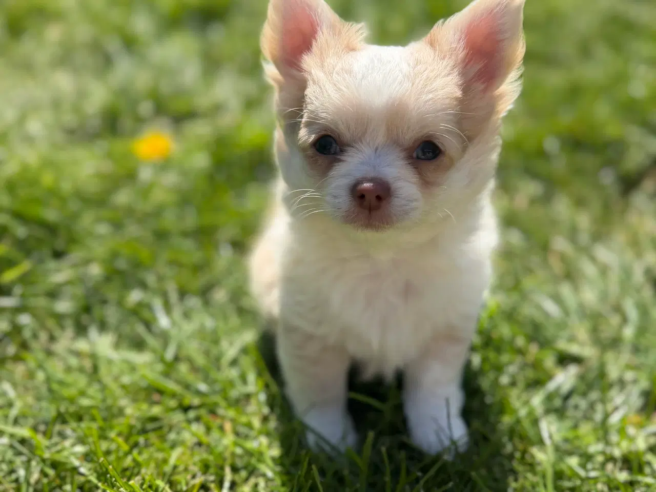 Billede 2 - Chihuahua tæve biege favn flytteklar